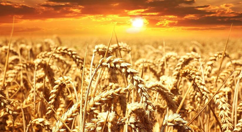 Semjén Zsolt: létkérdés az ukrán gabona megállítása