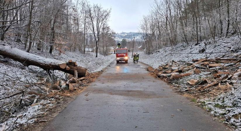 Kidőlt fa akadályozta a forgalmat a zalai településen - riasztották a tűzoltókat