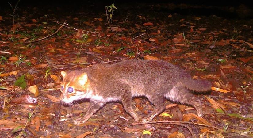 Harminc éve nem látott vadmacska bukkant fel Thaiföldön