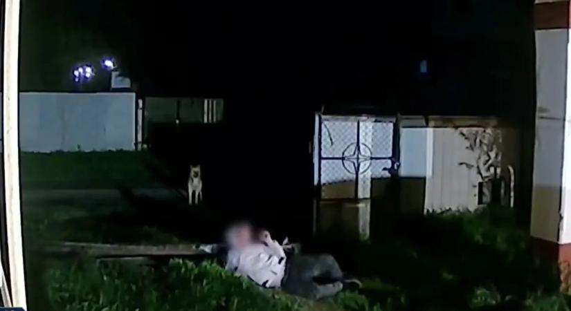 A tiszaburai Pókember produkcióján még egy kutya is meglepődött - videó