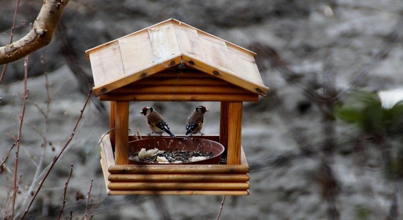 A madarak téli etetéséről