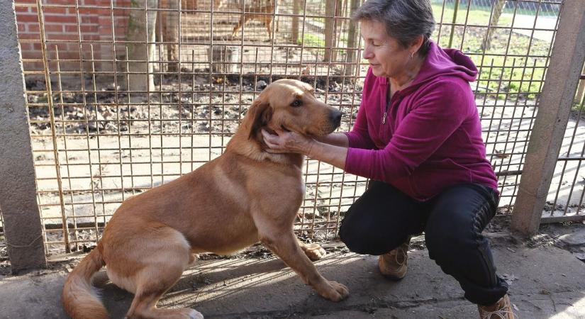 Mit tehetsz, ha petárda elől menekülő kutyát találsz?