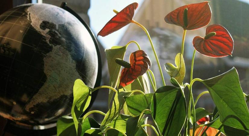 Árt a téli szellőztetés a szobanövényeknek?