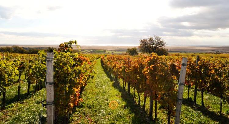 Miért használjunk növénykondicionáló szert lemosó permetezésre?