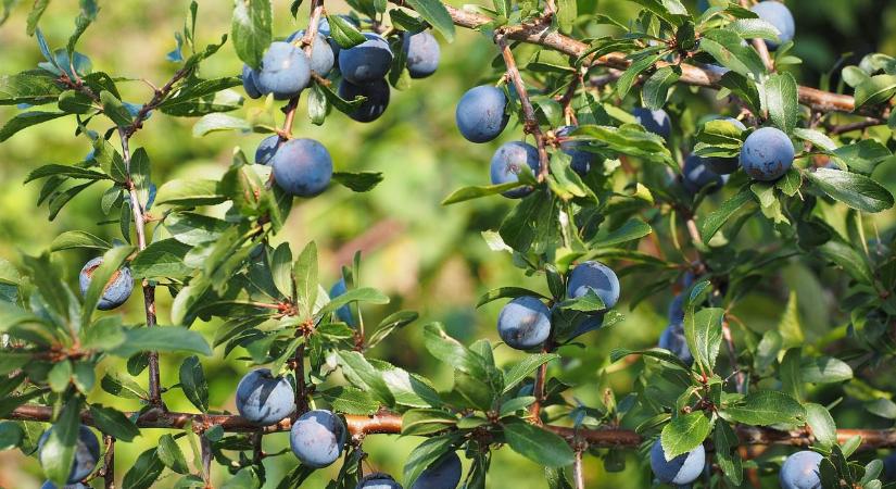 15 téli madárbarát növény – így segítse a kert szárnyas lakóit a hideg hónapokban!