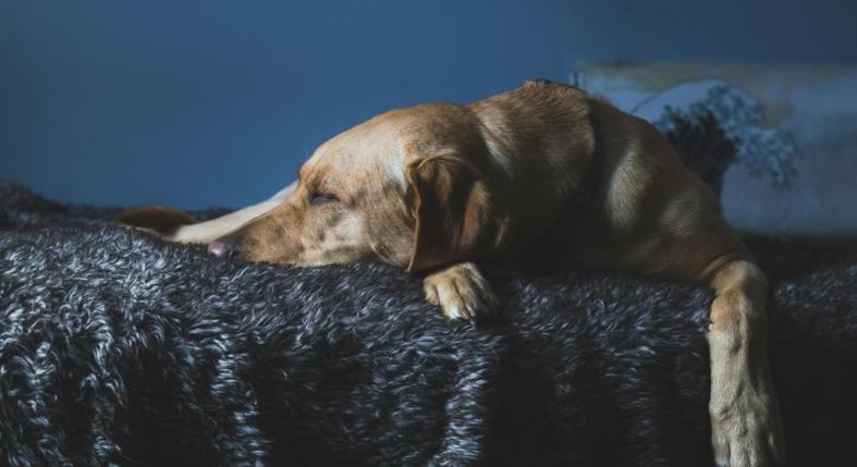 Soha ne ébreszd fel az alvó kutyát – komoly baj lehet belőle