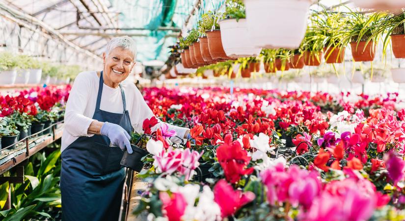 Ez a szobanövény télen is virágba borítja az otthonod, és alig igényel törődést