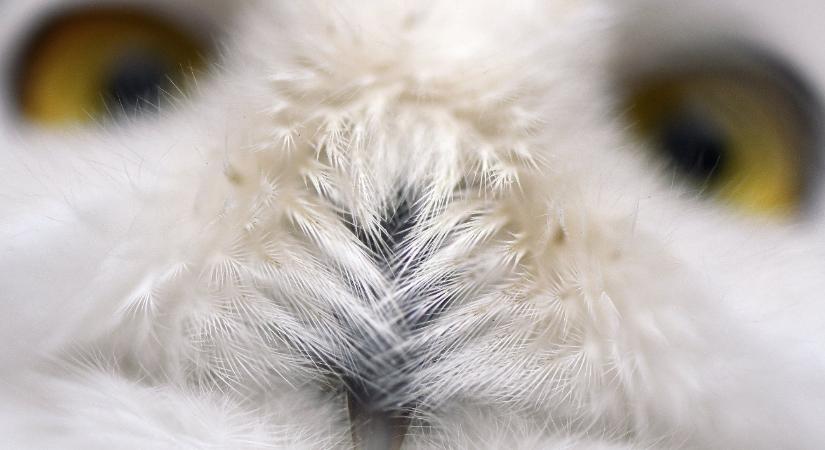 Húsz év után először kihaltnak nyilvánítottak egy madárfajt Svédországban