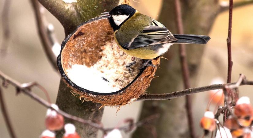 A bolti madáreleség ára az egekben – otthon fillérekből is elkészíthető