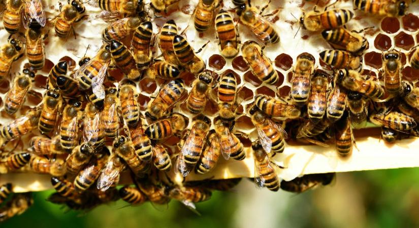 Téli méhpusztulás, gyenge termés és növekvő kockázatok – megvan, mi állhat a háttérben!