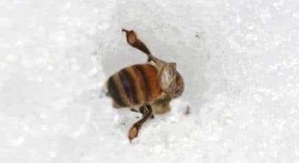 Méhész: ezt teszi a méhekkel a szilveszteri petárdázás, tűzijáték