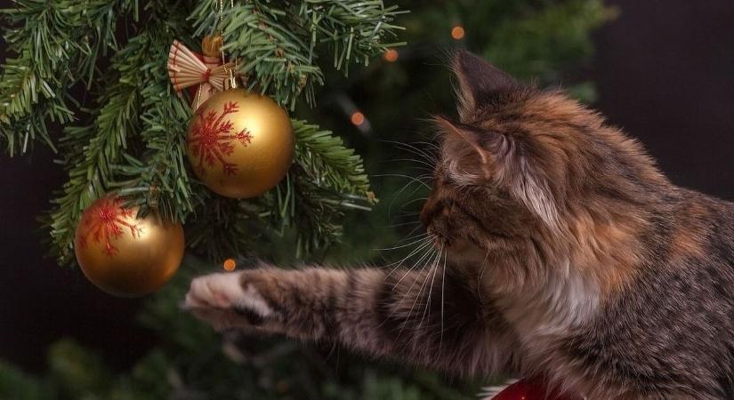 Ha ezt tapasztalja kis kedvencén, akkor nagy a baj! Azonnal hívja az orvost!