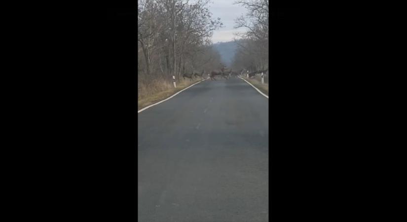 Videóra vették, amint 122 szarvas vonult át az úton Nógrád megyében
