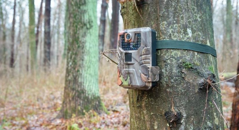 Elgondolkodtató felvétel az ásotthalmi erdőből, ezt okozza a szemetelés