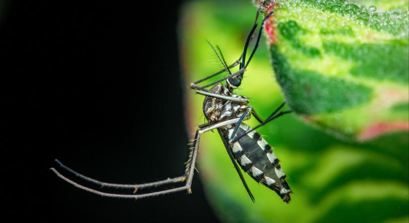 Inváziós fajok támadása: durva következménye lesz, ha csak akkor cselekszünk, amikor már ég a ház