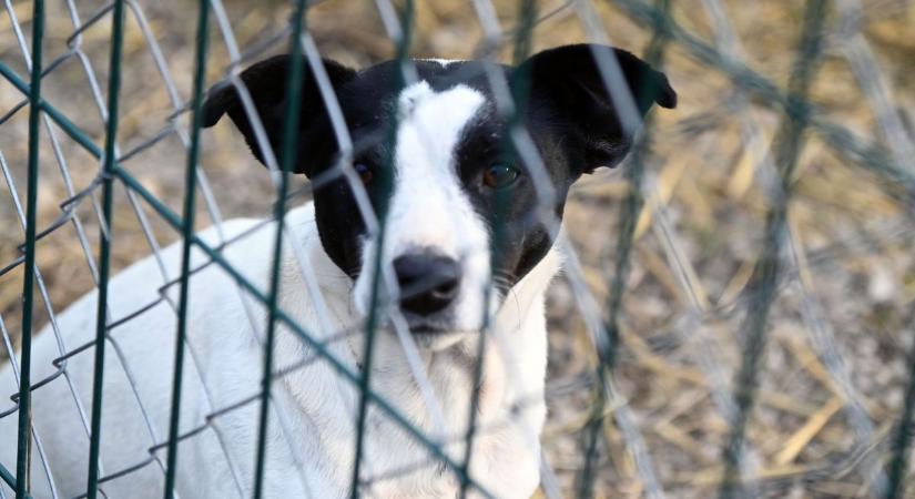 Karácsony mancsokkal