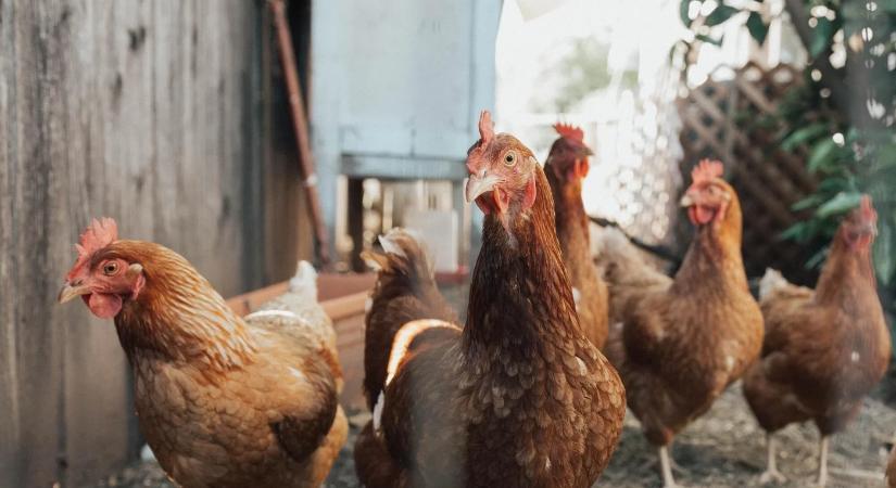 Baromfipestis ütötte fel a fejét Kelet-Szlovákiában