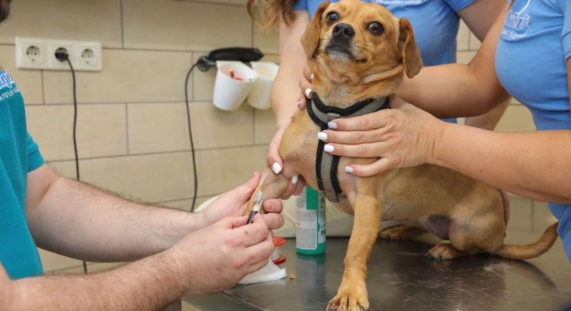 Az online állatorvos nem segítség, háborog olvasónk