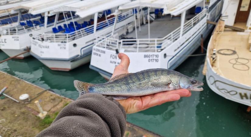 Süllőket telepítettek a Balatonba