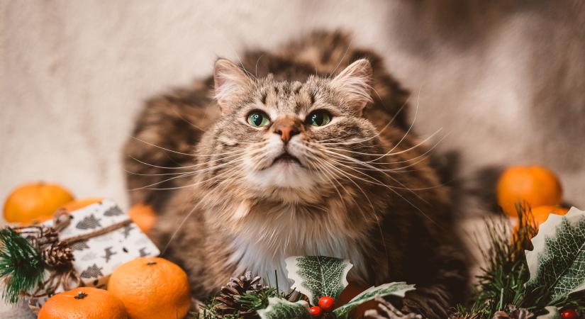 Mérgező a magyal a macskád számára?