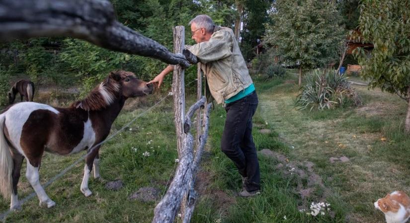 Éhes lovak, felkészülők és a bölcsek köve