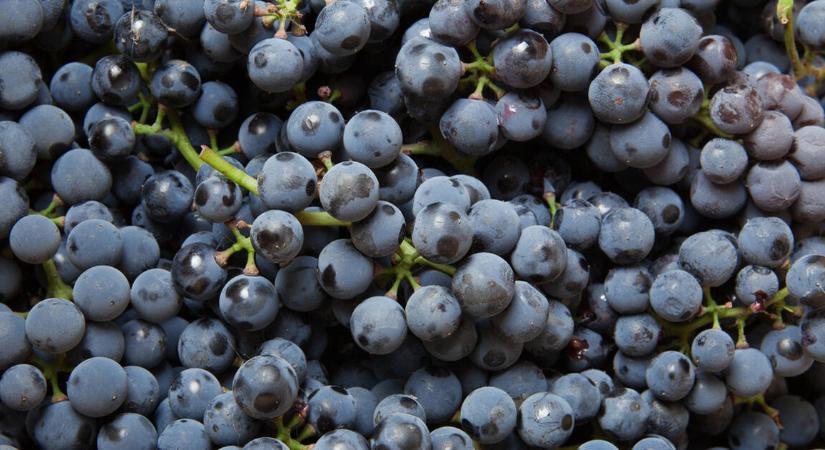 Történelmi mélyponton a német borpiac