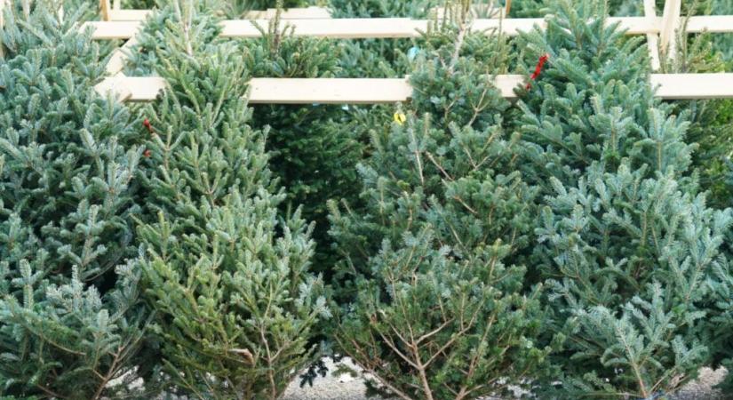 Itt gyűjtik a fenyőket Győrben - mutatjuk a listát