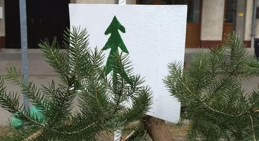 Mutatjuk, hova viheti a karácsonyfát az ünnepek után Győrben