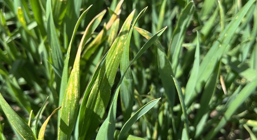 A fagy elvitte a kalászt, az aszály a szemeket – ez volt 2025