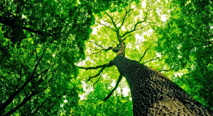 Megduplázódott az erdők területe 100 év alatt Magyarországon