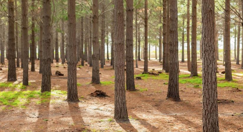 Erdőtelepítés: Hajdú-Bihar az élvonalban
