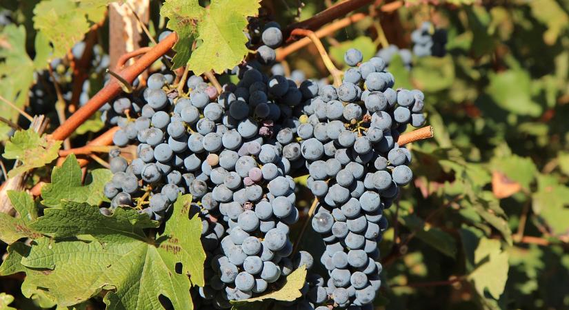 Agrárkamara: idén a tavalyinál 10 százalékkal több újbor készült