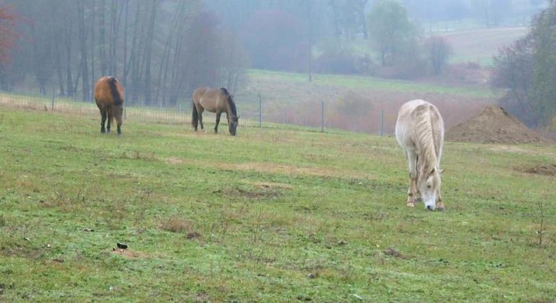 A honfoglalás lovainak öröksége