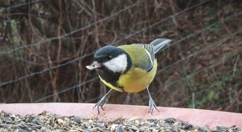 Így etesd a madarakat, ha jót akarsz nekik
