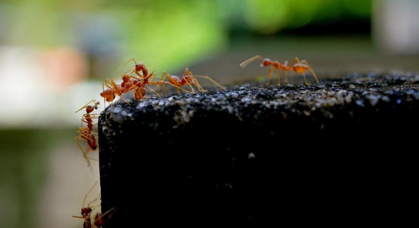 Rémrovar fenyegeti Európát, akár mindent elpusztíthat
