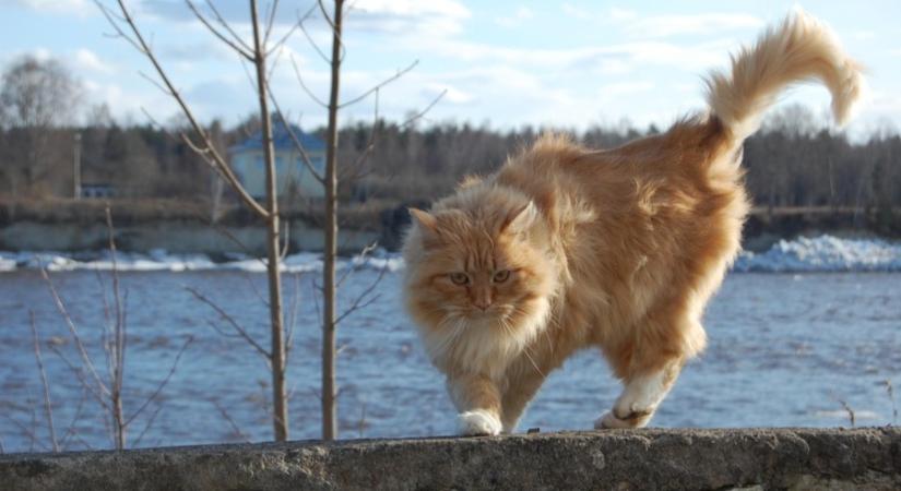 Viharos széllel érkezik a sarkvidéki hideg, figyelmeztetés érvényes