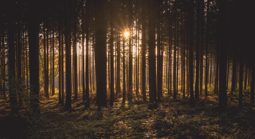Az ország zöldvagyona meghatározó szerepet játszik a klímavédelmi célok elérésében