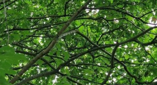 Optikai illúzió: ritka képességekkel rendelkezik, ha megfejti ezt a rejtélyt