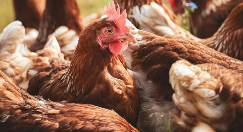 Figyelmeztetnek a kutatók: új világjárvány küszöbén állhatunk