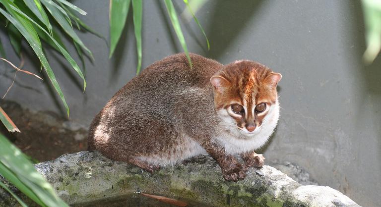 Lencsevégre kapták a világ egyik legritkább macskafajtáját