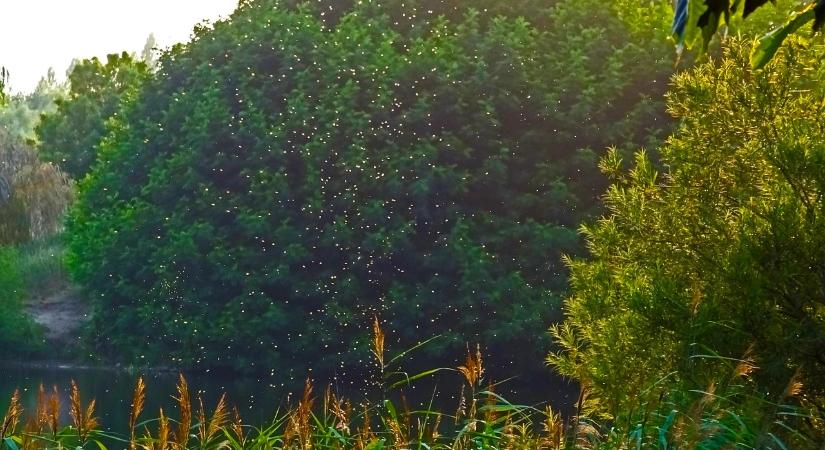 Inváziós fajok: a késlekedés súlyos gazdasági károkat okozhat