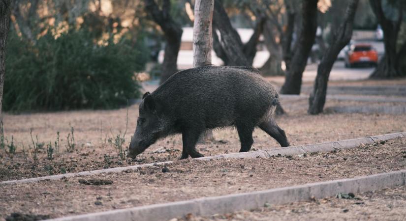 Vaddisznók a városban: ki fizet a vadkárokért?