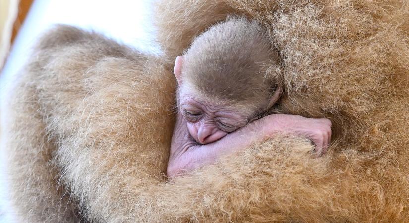Világszinten is ritka gibbon született Debrecenben