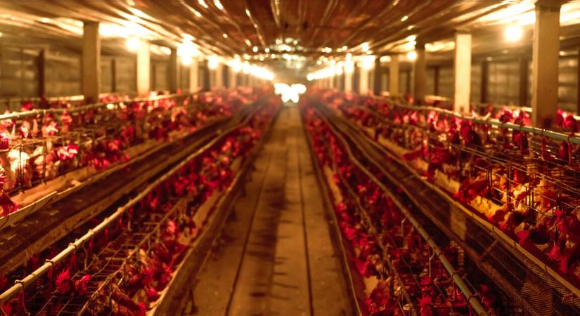 Ez a vírus hozhatja el a következő nagy világjárványt