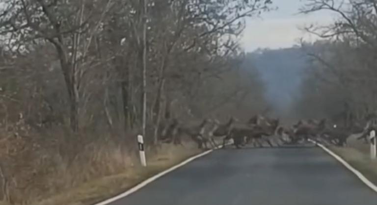 Hatalmas szarvasrudli vonult át egy országúton Nógrád vármegyében
