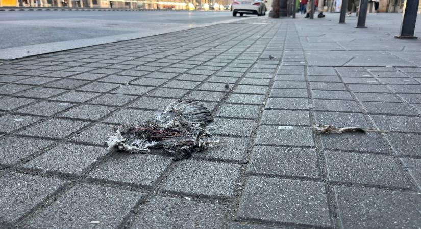 Lesújtó látvány fogadja a járókelőket Budapest belvárosában
