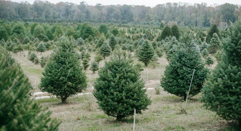 Miért illatozik annyira a karácsonyfa? Ez a válasz