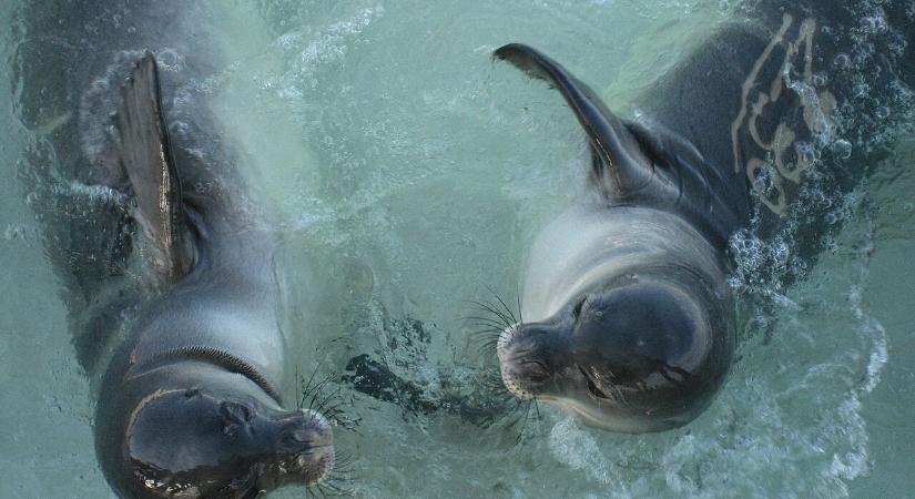 Ezer eurót kereshet, ha elvégzi ezt a furcsa feladatot