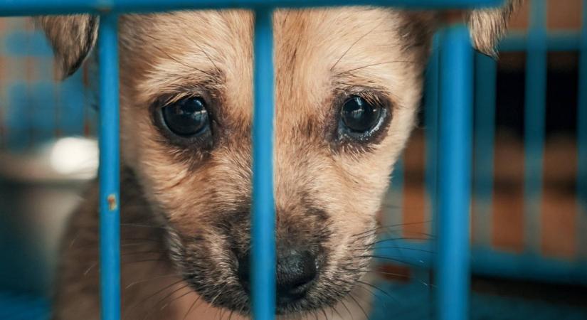 Állatvédelmi őrséggel, akár tíz évig terjedő börtönbüntetéssel rettentené el az állatkínzókat a Demokratikus Koalíció