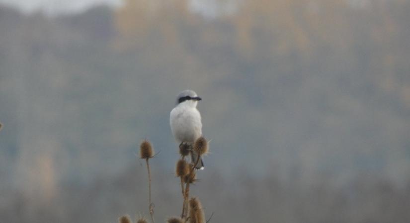 Néhány nagy őrgébics telel a Dél-Alföldön